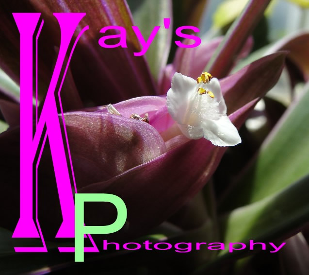 Kays Photographs